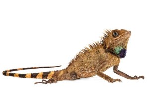Gonocephalus bellii